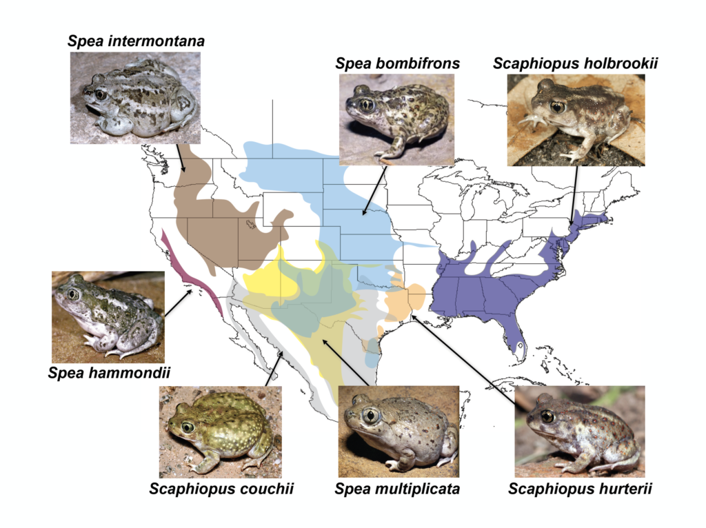 Figure 2: Spadefoots